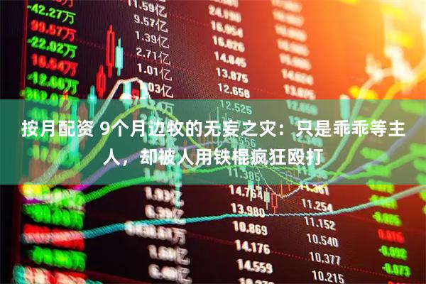 按月配资 9个月边牧的无妄之灾：只是乖乖等主人，却被人用铁棍疯狂殴打